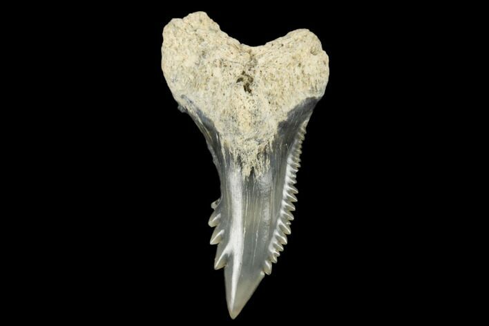 Snaggletooth Shark (Hemipristis) Tooth - Aurora, NC #180160